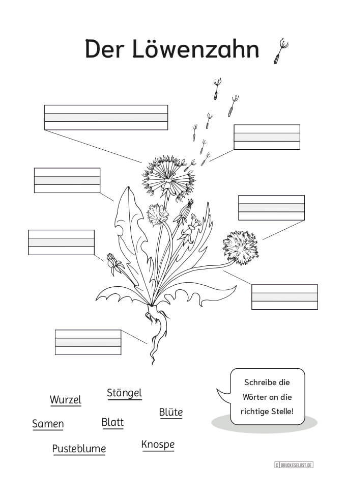Arbeitsblatt: Teile des Löwenzahns